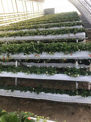Film Covered Vegetable Greenhouse Three Earth Walls for Winter Heating Single Layer