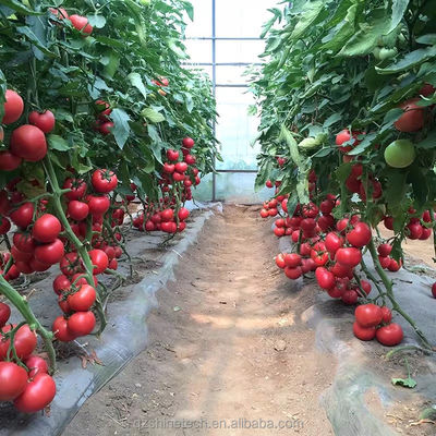 8m Span Width Poly Tunnel Greenhouse For High Yield Tomato Cultivation