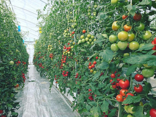 8m Span Width Poly Tunnel Greenhouse For High Yield Tomato Cultivation
