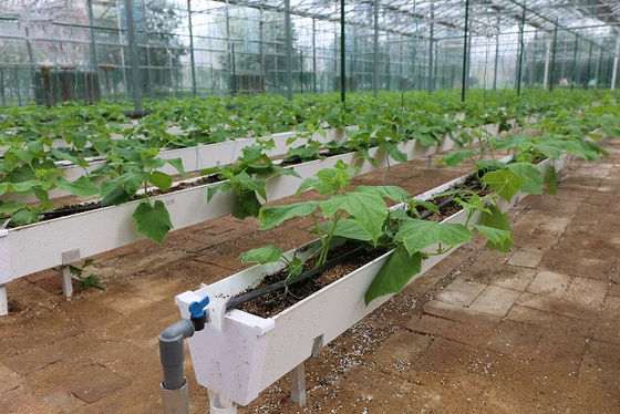 Hydroponic Planting Gutter For Growing Chili Pepper Cucumber And Strawberry