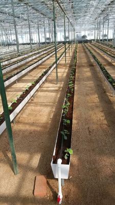 Hydroponic Planting Gutter For Growing Chili Pepper Cucumber And Strawberry