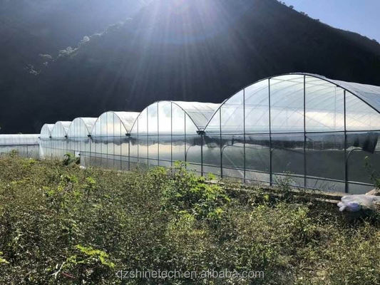 Shine Tech Multi Span Plastic Film Greenhouse For Tomato And Strawberry Cultivation