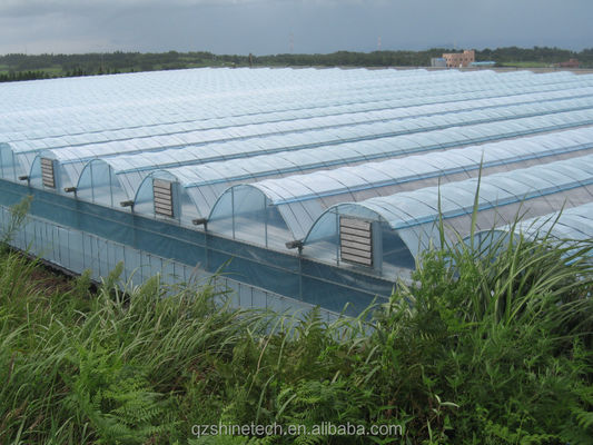 Shine Tech Multi Span Plastic Film Greenhouse For Tomato And Strawberry Cultivation