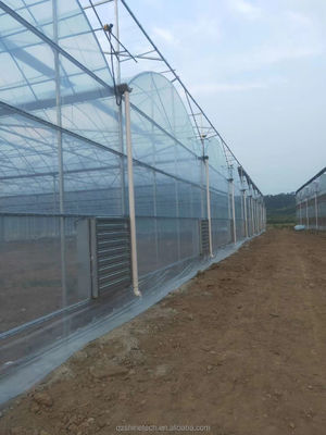 Shine Tech Multi Span Plastic Film Greenhouse For Tomato And Strawberry Cultivation