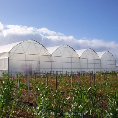 Shine Tech Multi Span Plastic Film Greenhouse For Tomato And Strawberry Cultivation