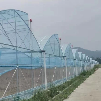 Shine Tech Multi Span Plastic Film Greenhouse For Tomato And Strawberry Cultivation