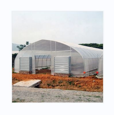 Roof and Side Ventilation Single Span Film Greenhouse for Tomato Growing