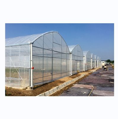 Shine Tech Greenhouse Turnkey Solution For Agricultural Tomato Hydroponics