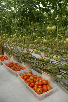 Shine Tech Greenhouse Turnkey Solution For Agricultural Tomato Hydroponics
