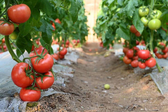 Shine Tech Greenhouse Turnkey Solution For Agricultural Tomato Hydroponics