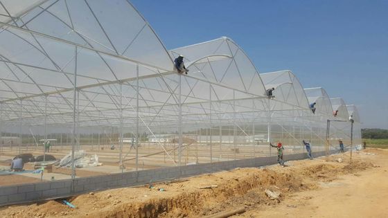 Large Sawtooth Greenhouse Shine Tech Poly Tunnel Tropical Greenhouse With Ventilation