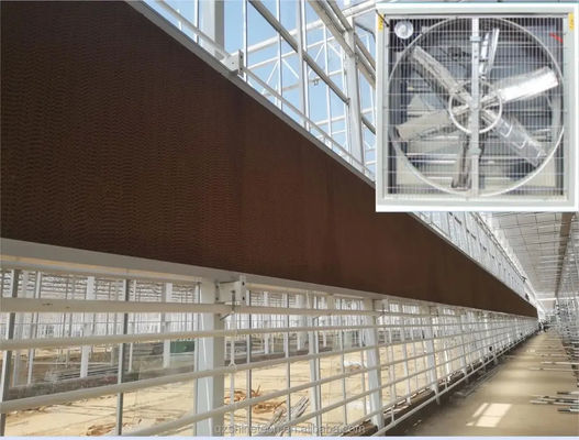 Large Air Flow Exhaust Fan For Greenhouse Poultry House Ventilation System 60KG